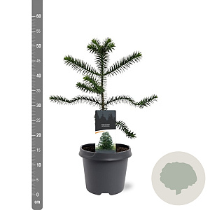 Araucaria araucana 30-40 cm 5,0L