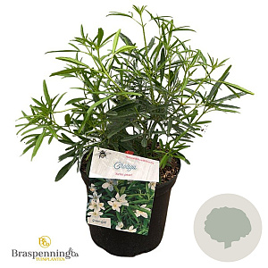 Choisya 'Aztec Pearl' 25-30 cm 3,5L