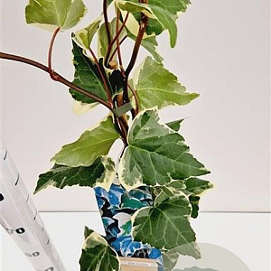 Hedera alg. 'Gloire de Marengo' 70-80 cm rozenpot 2L