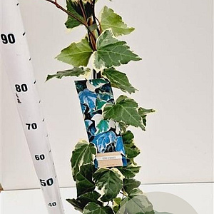 Hedera alg. 'Gloire de Marengo' 70-80 cm rozenpot 2L