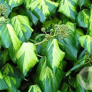 Hedera colchica 'Sulphur Heart' 80-100 cm 5,0L