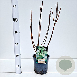 Hydrangea pan. 'Kyushu' 30-40 cm 2,5L