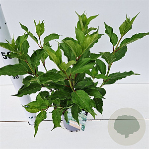 Hydrangea pan. 'Kyushu' 30-40 cm 2,5L