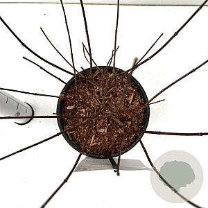 Hydrangea pan. 'White Lady' 40-50 cm 2,5L