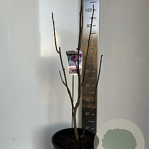 Magnolia Black Tulip 70-90 cm 10L