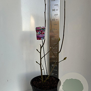 Magnolia 'Cleopatra' 70-90 cm 10L