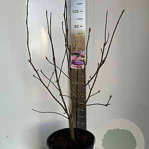 Magnolia 'Pink Ice' 70-90 cm 10L
