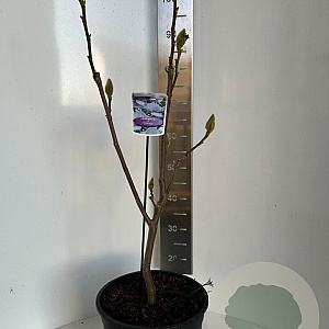 Magnolia soul. 'Cameo' 70-90 cm 10L