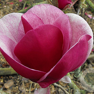 Magnolia soul. 'Cameo' 80 cm stam 15L