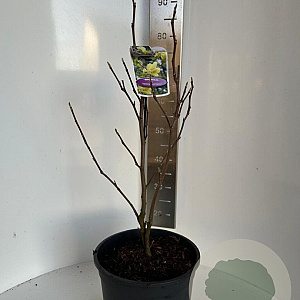 Magnolia 'Yellow Lantern' 60-80 cm 10L