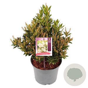 Pieris jap. 'Prelude' 25-30 cm 3,0L