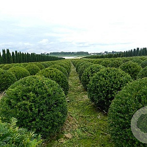 Taxus baccata 90-100 cm met kluit bol
