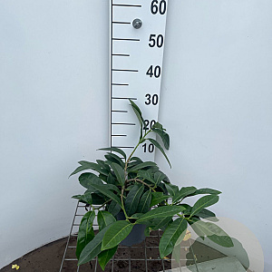 Prunus l. 'Mount Vernon' 30-40 cm 2,5L