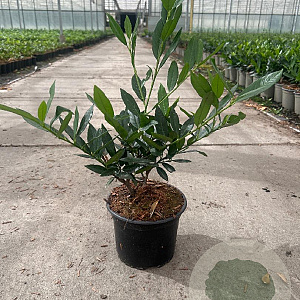 Prunus l. 'Otto Luyken' 20-30 cm 2,0L