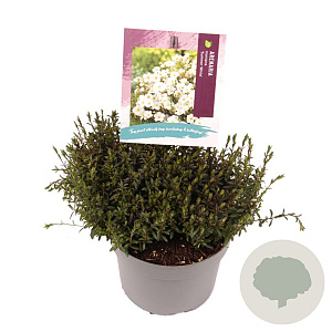 Arenaria montana GM 2,0L