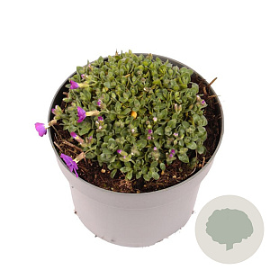 Aubrieta gracilis GM 2,0L