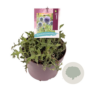 Echinops ritro GM C5