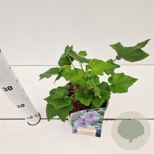 Lavatera 'Lilac Lady' GM 2,5L