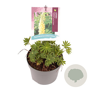 Lupinus p. 'Lupini Yellow Shades' GM 2,0L