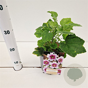 Lavatera maritima GM 2,5L