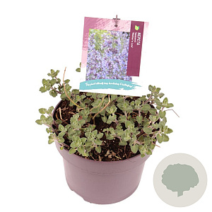 Nepeta 'Walker's Low' GM C5