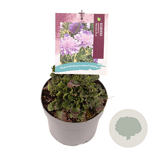 Scabiosa col. 'Mariposa Blue' GM 2,0L