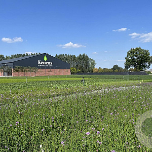 Verbena bonariensis 20-25 cm P9