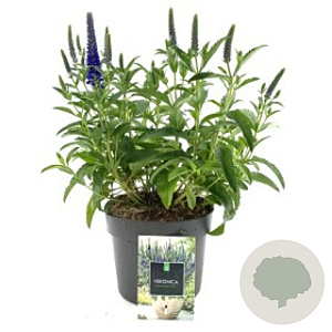 Veronica spic. Anniversary Blue GM C5