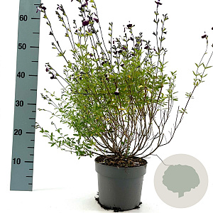 Salvia 'Nachtvlinder' GM 2,0L
