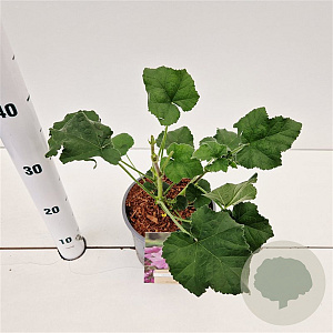 Lavatera olbia 'Rosea' GM 2,5L