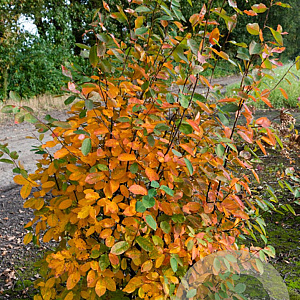 Amelanchier lamarckii 150-175 cm draadkluit