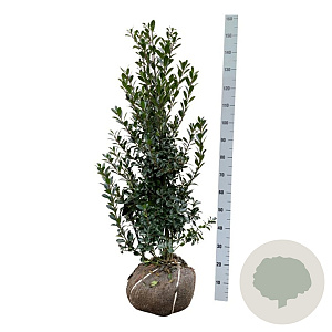 Ilex meserv. 'Heckenpracht' 100-125 cm met kluit