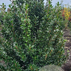 Ilex meserv. 'Heckenpracht' 150-175 cm met kluit