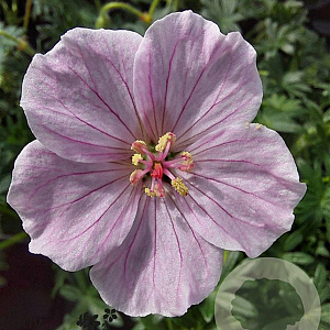 Geranium sang. 'Frivolius Flashing Pink' GM  P11