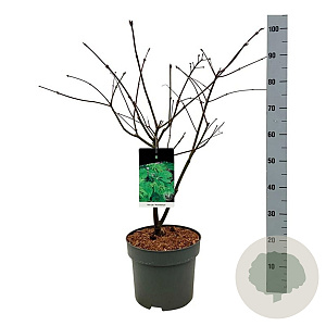 Acer japonicum 'Aconitifolium' 80-100 cm 10L