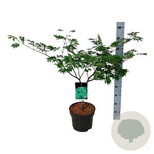 Acer japonicum 'Aconitifolium' 80-100 cm 10L