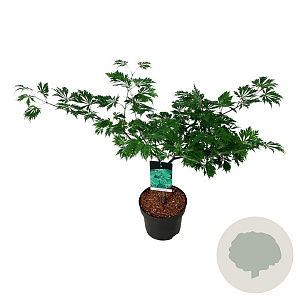 Acer japonicum 'Aconitifolium' 80-100 cm 10L
