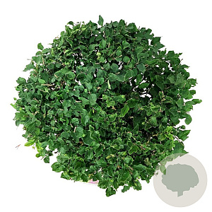 Syringa Bloomerang Dark Purple 50-60 cm 30L extra