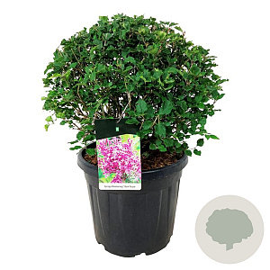 Syringa Bloomerang Dark Purple 50-60 cm 30L extra