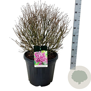 Syringa Bloomerang Dark Purple 50-60 cm 30L extra