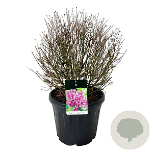 Syringa Bloomerang Dark Purple 50-60 cm 30L extra