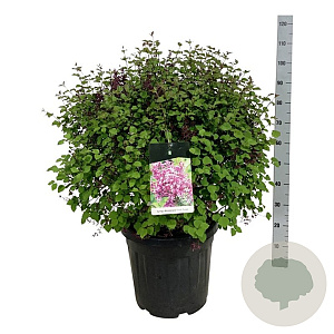 Syringa Bloomerang Dark Purple 50-60 cm 30L extra