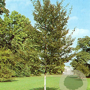 Betula papyrifera 12-14 HO container