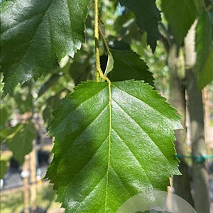 Betula papyrifera 12-14 HO container