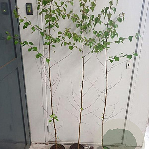 Betula pendula 125-150 cm 2,0L