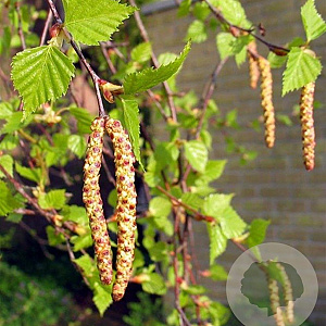 Betula pendula 8-10 HO container