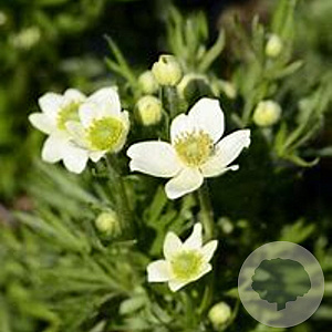 Anemone m. 'Annabella White' GM P9