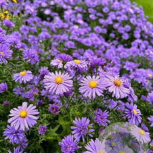 Aster (D) 'Wachsenburg' GM P9