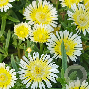 Delosperma Wh. of Wonder Limoncello GM P9