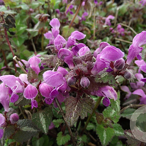 Lamium mac. 'Roseum' GM P9